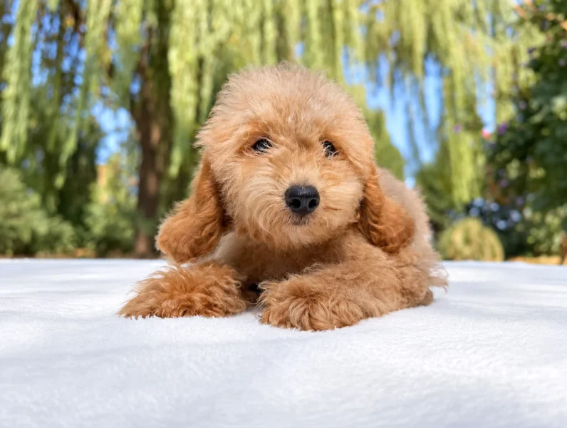 Cuccioli di Barboncino