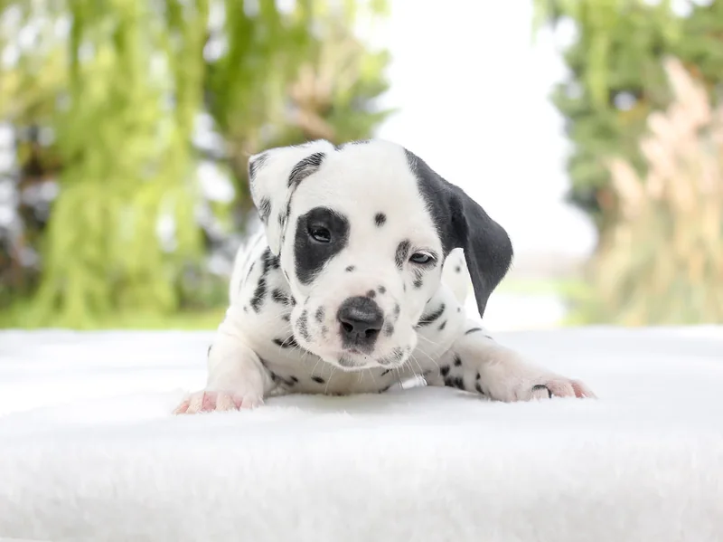 Bovo, cucciolo di Dalmata, disteso su un telo bianco e con lo sguardo di lato