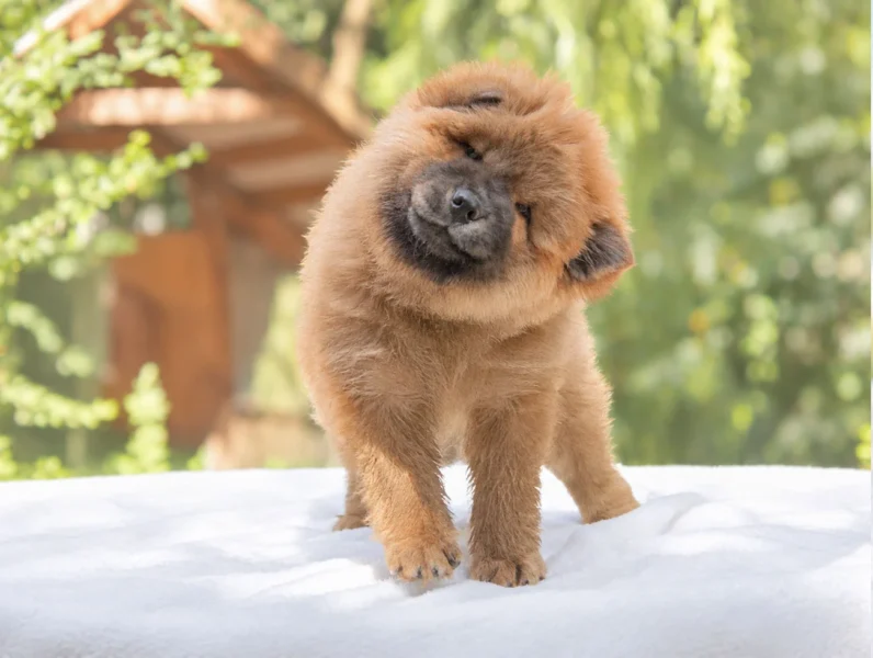 Cuccioli di Chow Chow
