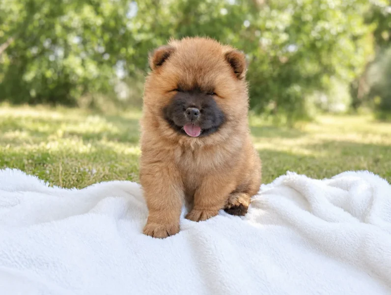 Cuccioli di Chow Chow