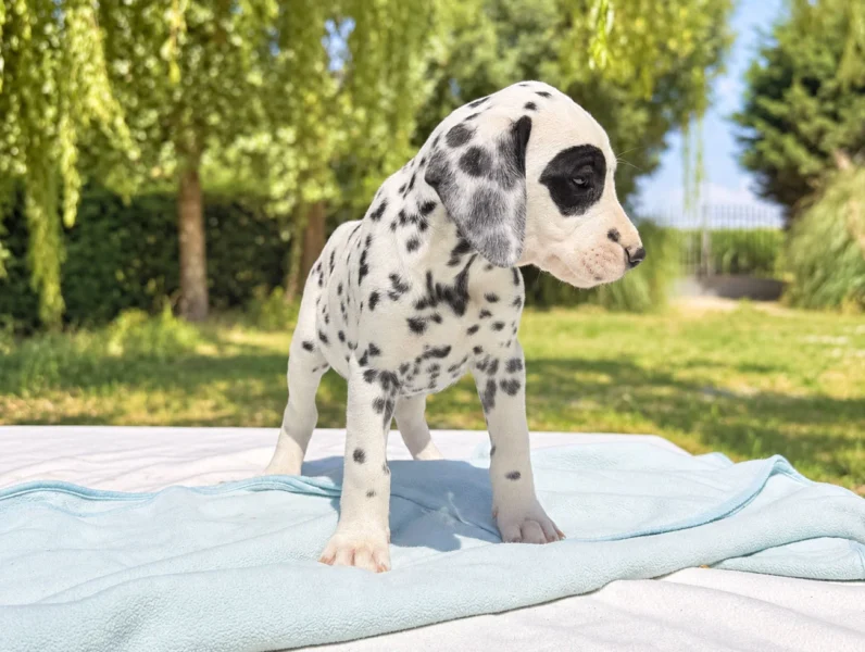 Cuccioli di Dalmata