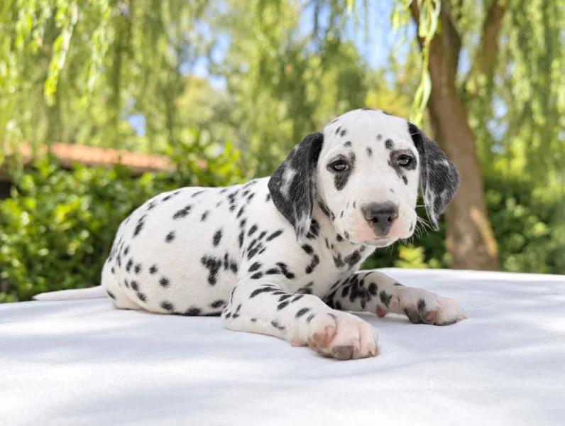 Cuccioli di Dalmata