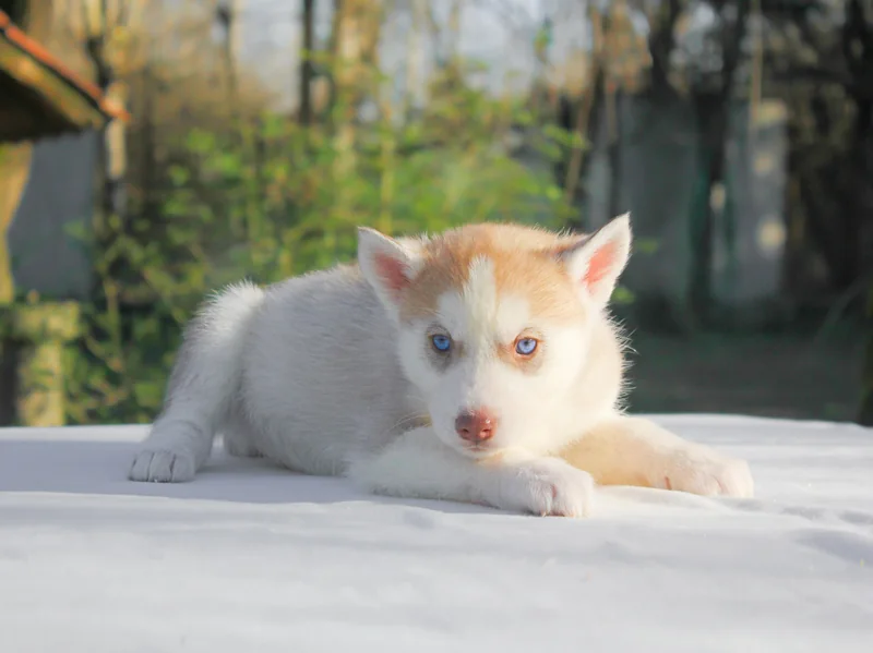 Flipper, cucciolo di Husky, disteso su una superficie bianca con il muso in primo piano