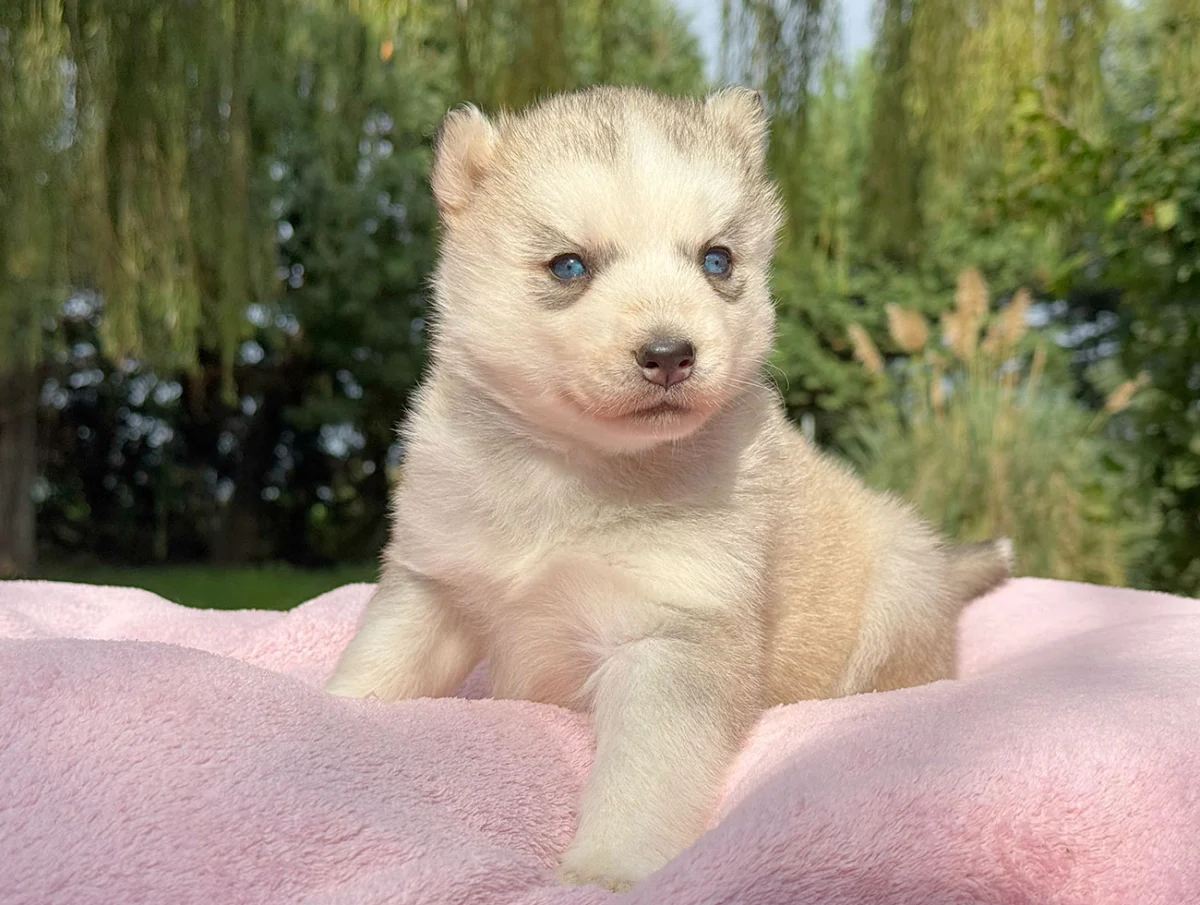 Kyla · Husky