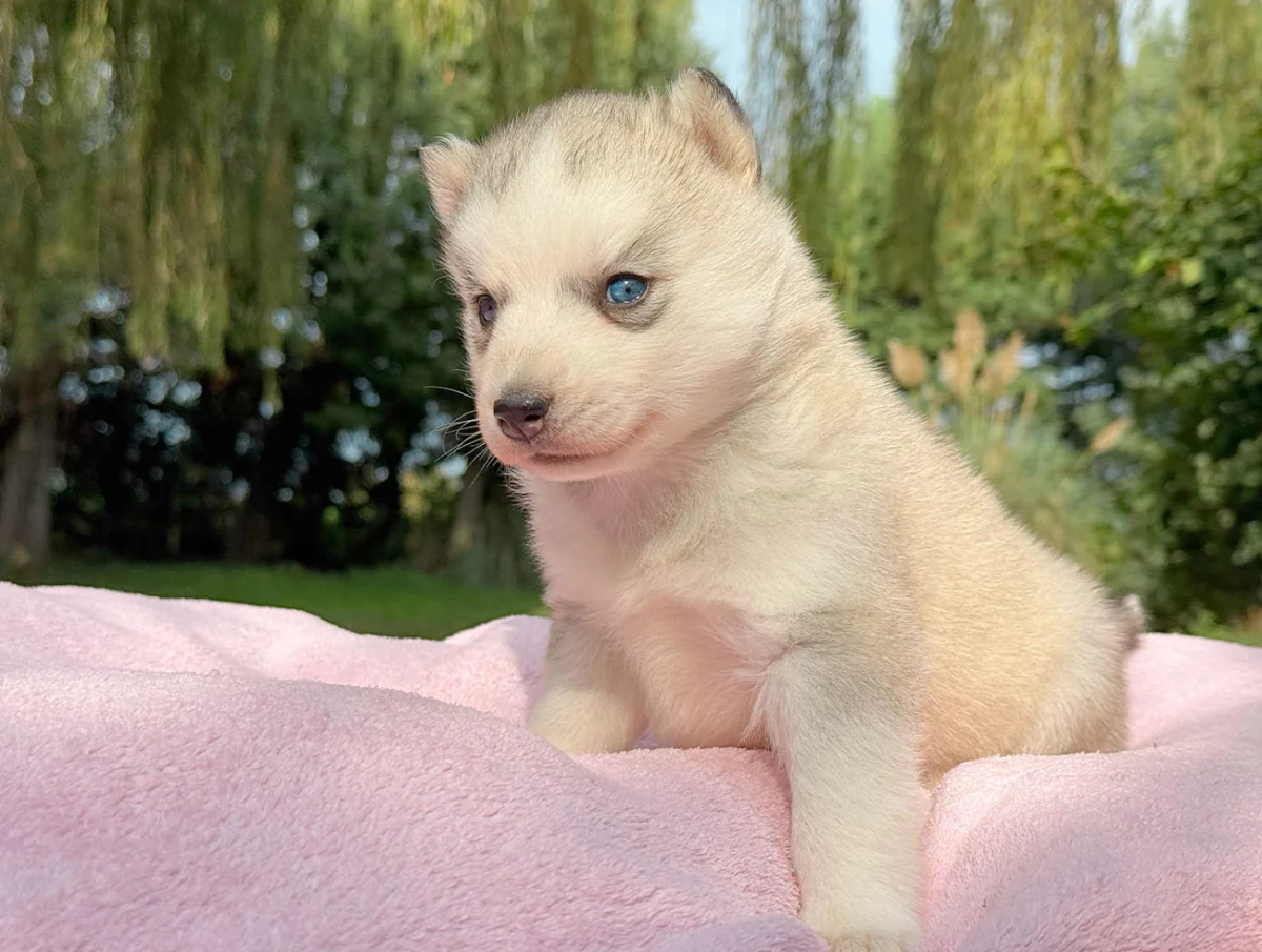 Kyla, Husky, femmina, Grigia e bianca