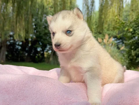 Husky Femmina Grigio E Bianco Kyla2