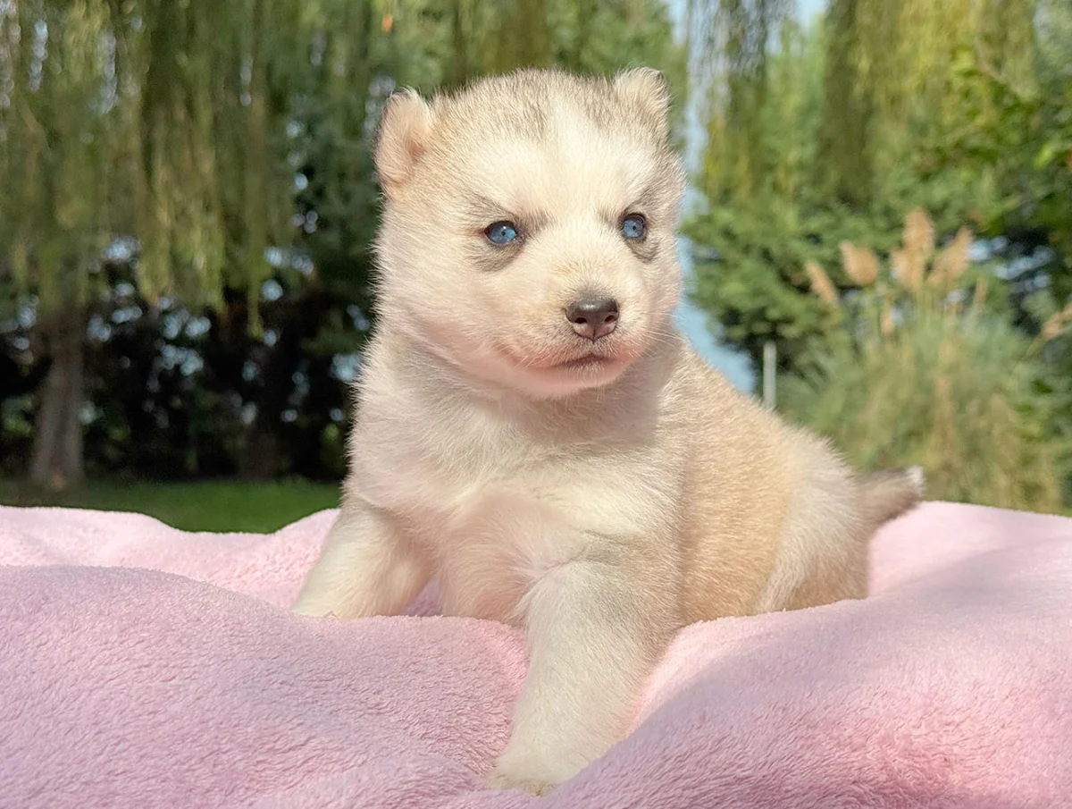 Kyla, Husky, femmina, Grigia e bianca