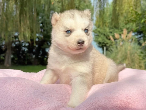 Husky Femmina Grigio E Bianco Kyla3