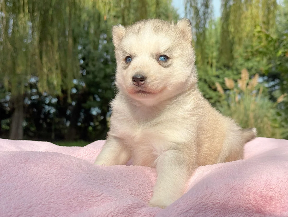 Kyla, Husky, femmina, Grigia e bianca