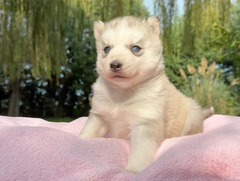 Husky Femmina Grigio E Bianco Kyla4