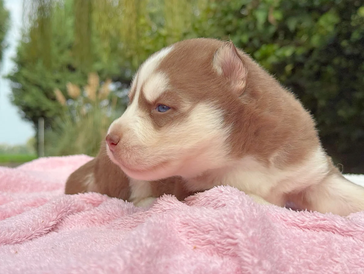 Helen · Husky