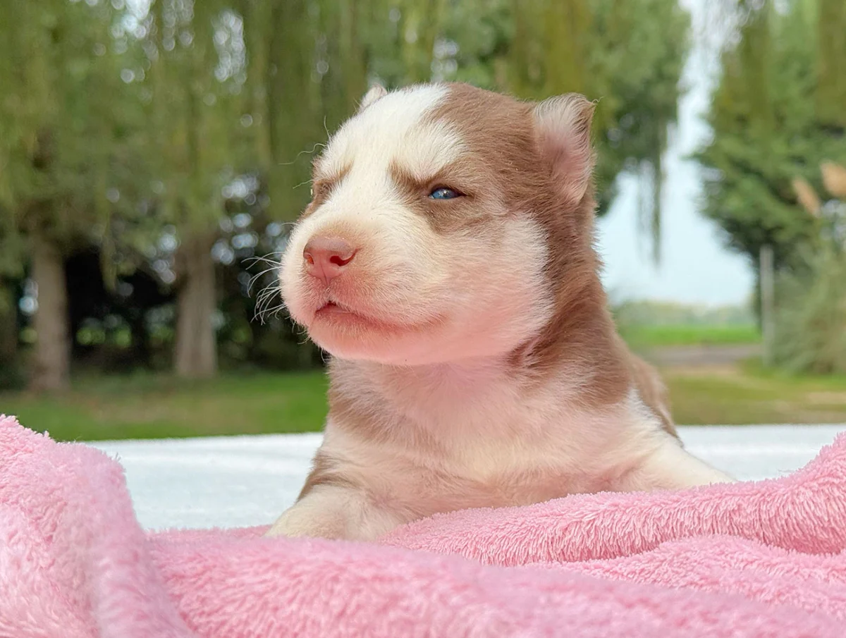 Myka, cucciola di Husky rossa e bianca dell’allevamento Foto Cuccioli