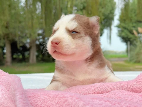 Husky Femmina Rosso E Bianco Myka