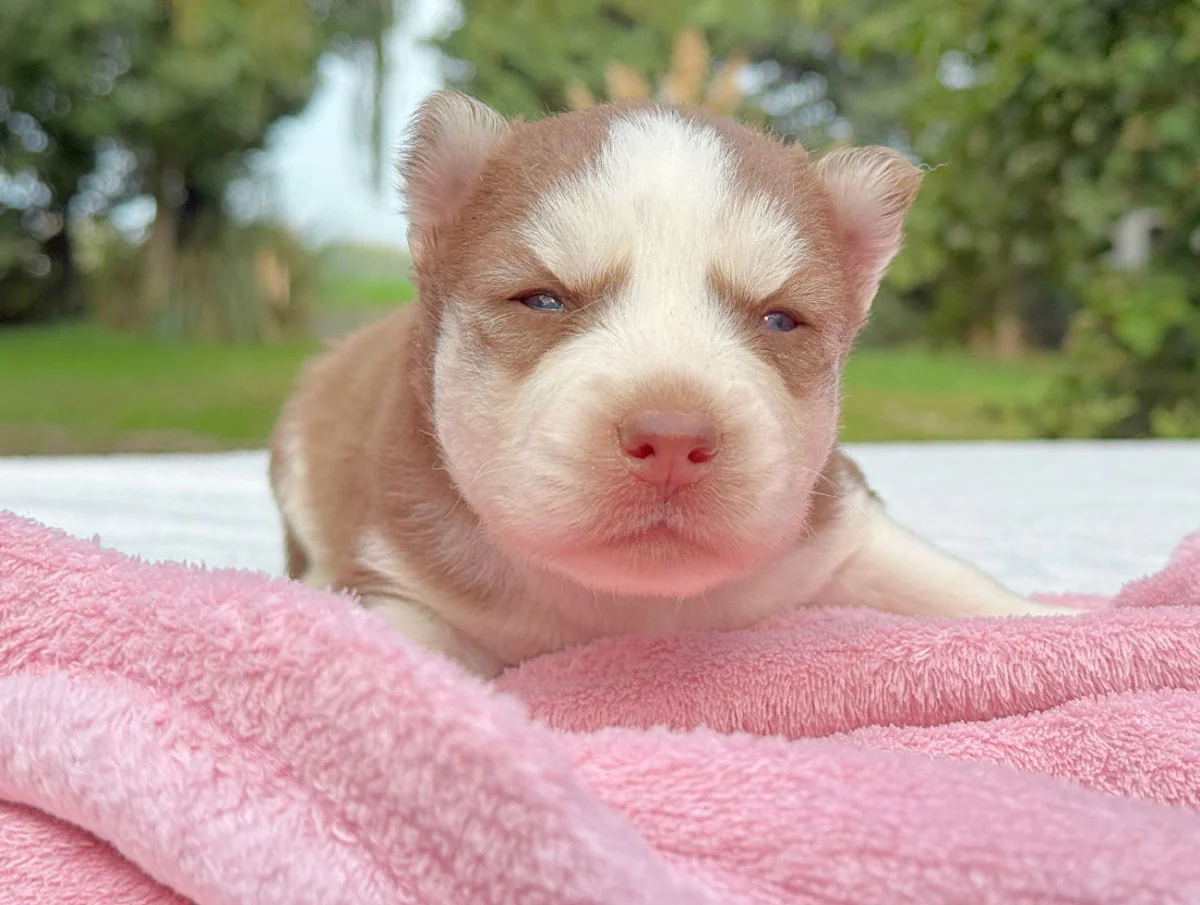 Myka, Husky, femmina, Rossa e bianca