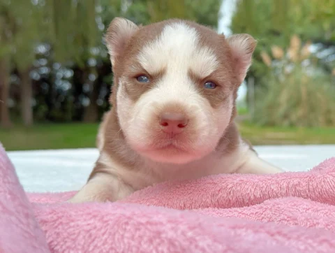 Husky Femmina Rosso E Bianco Myka3