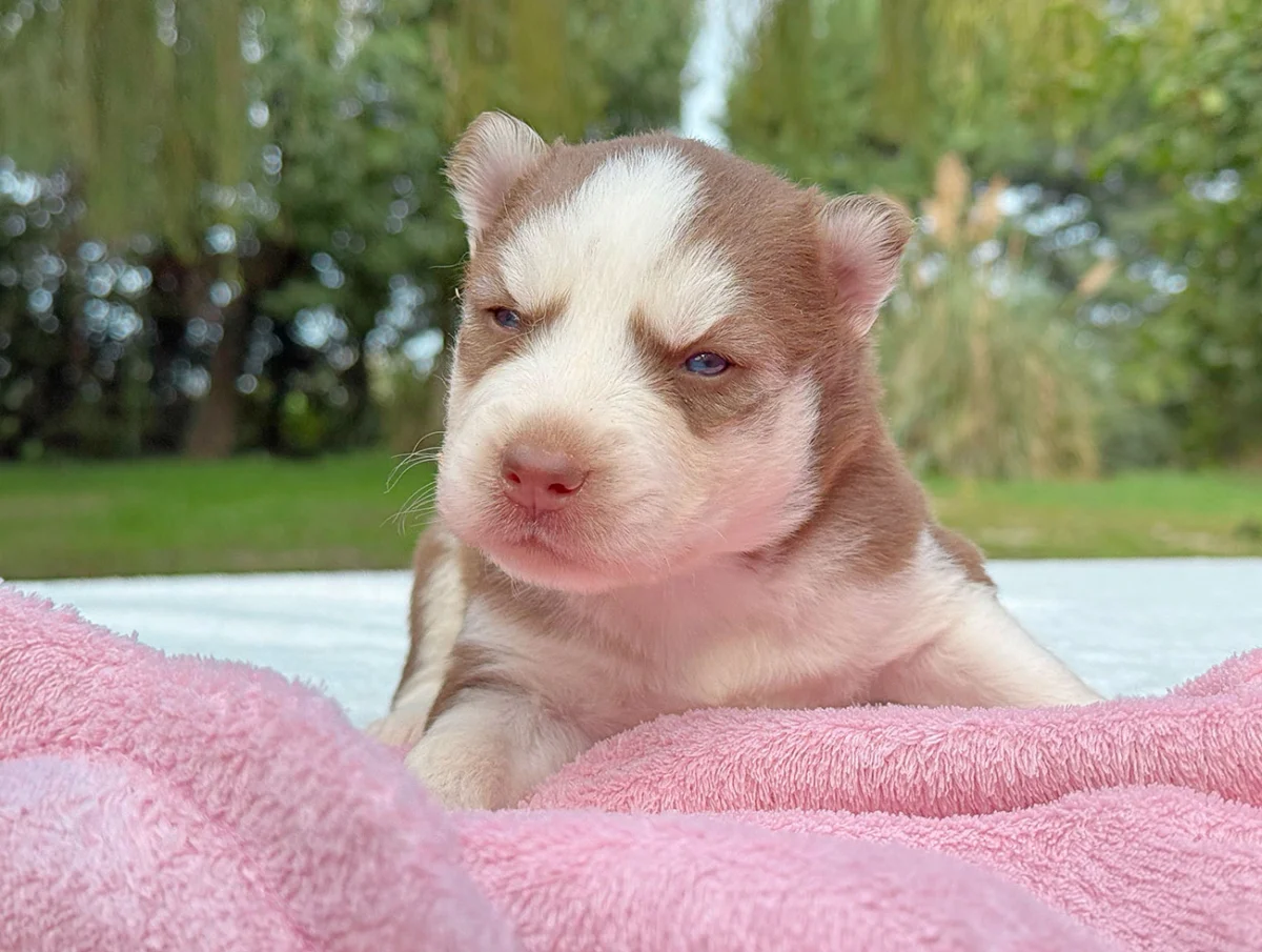 Myka, Husky, femmina, Rossa e bianca