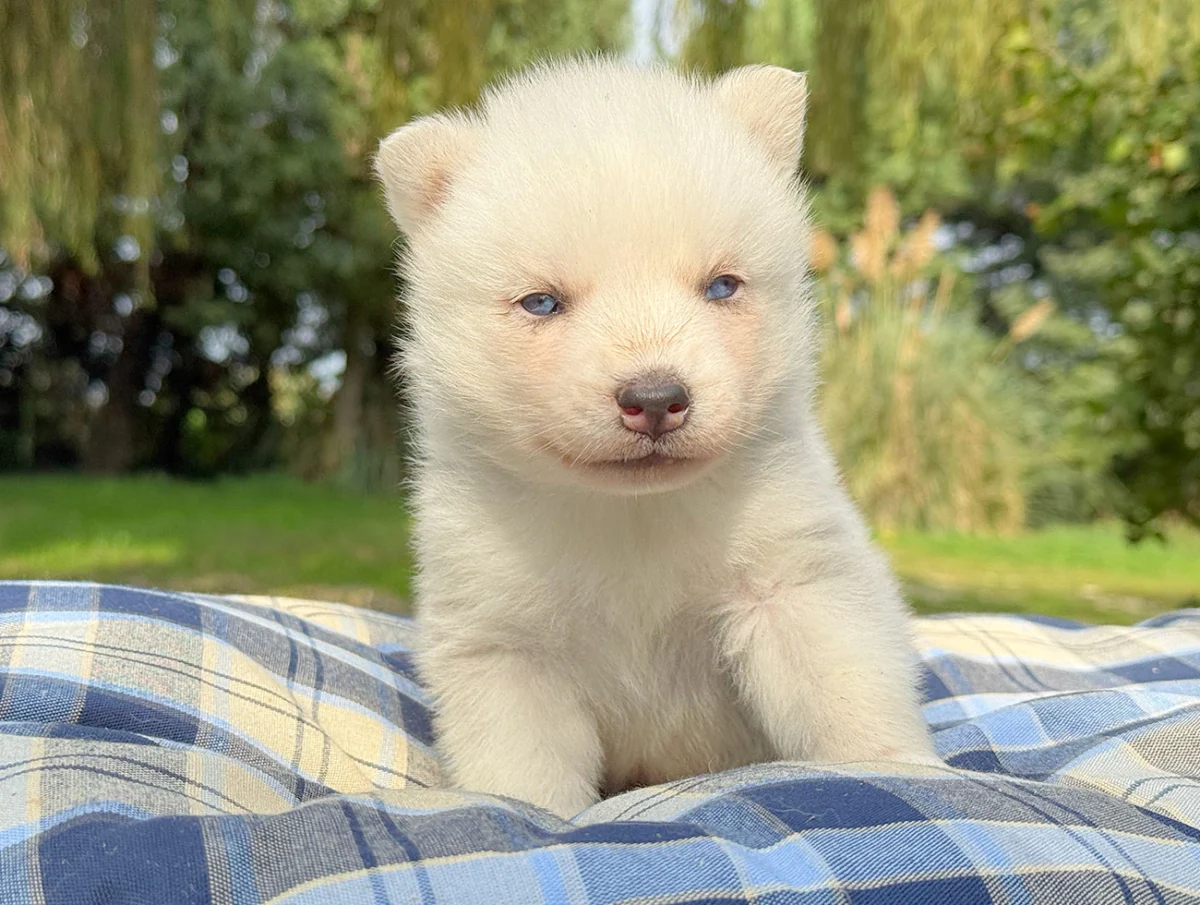 Corky · Husky