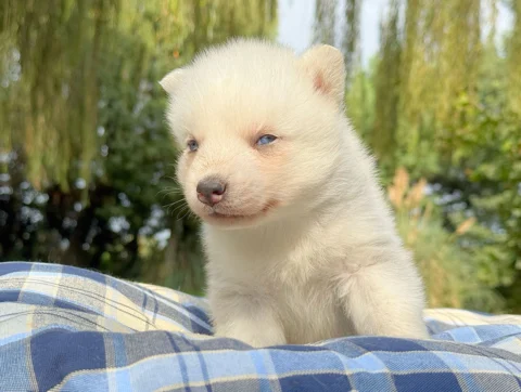 Husky Maschio Bianco Corky2