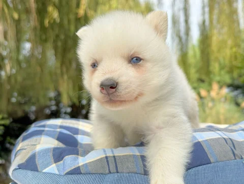 Husky Maschio Bianco Corky3