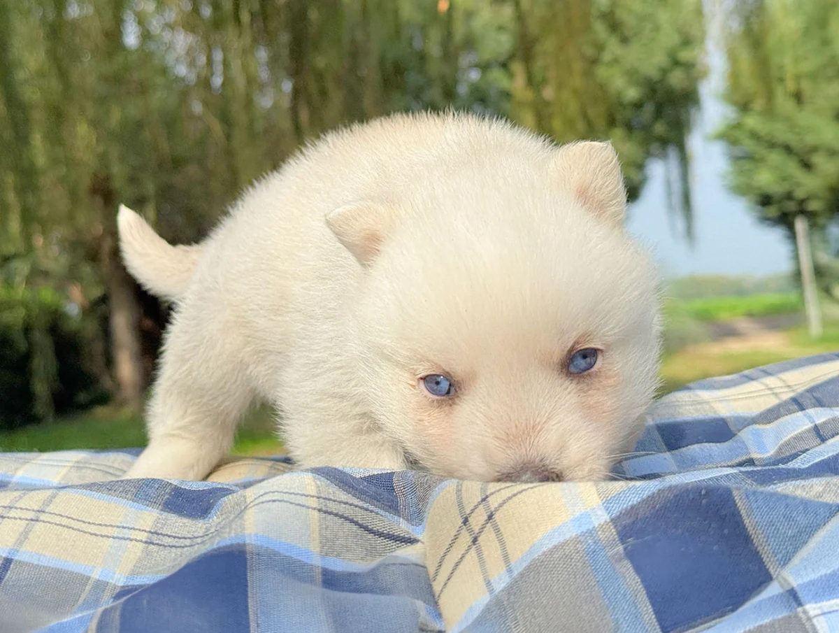 Corky, Husky, maschio, Bianco