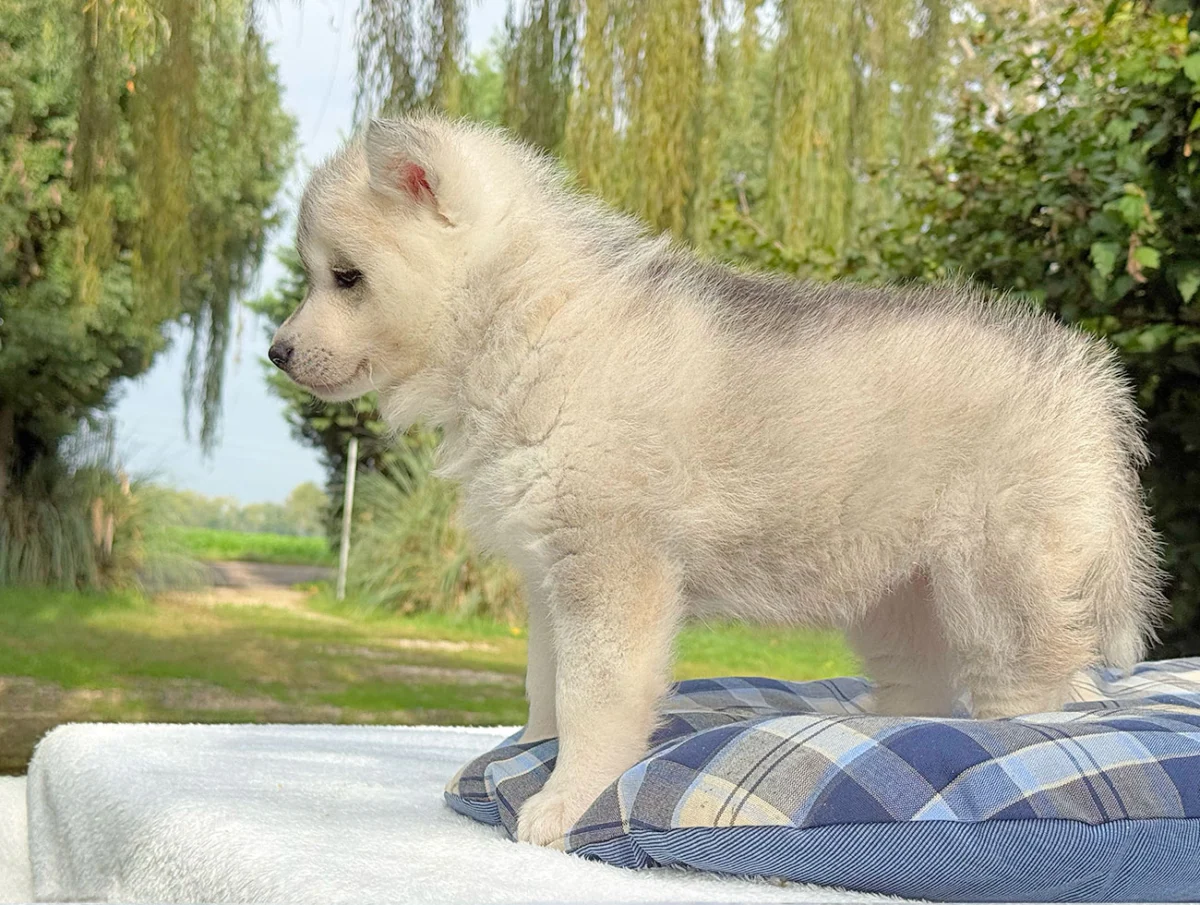 Drako · Husky