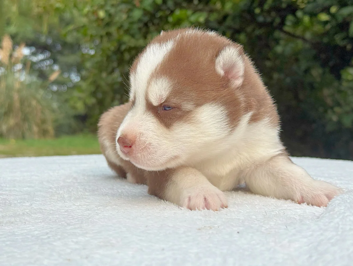 Kimmy · Husky