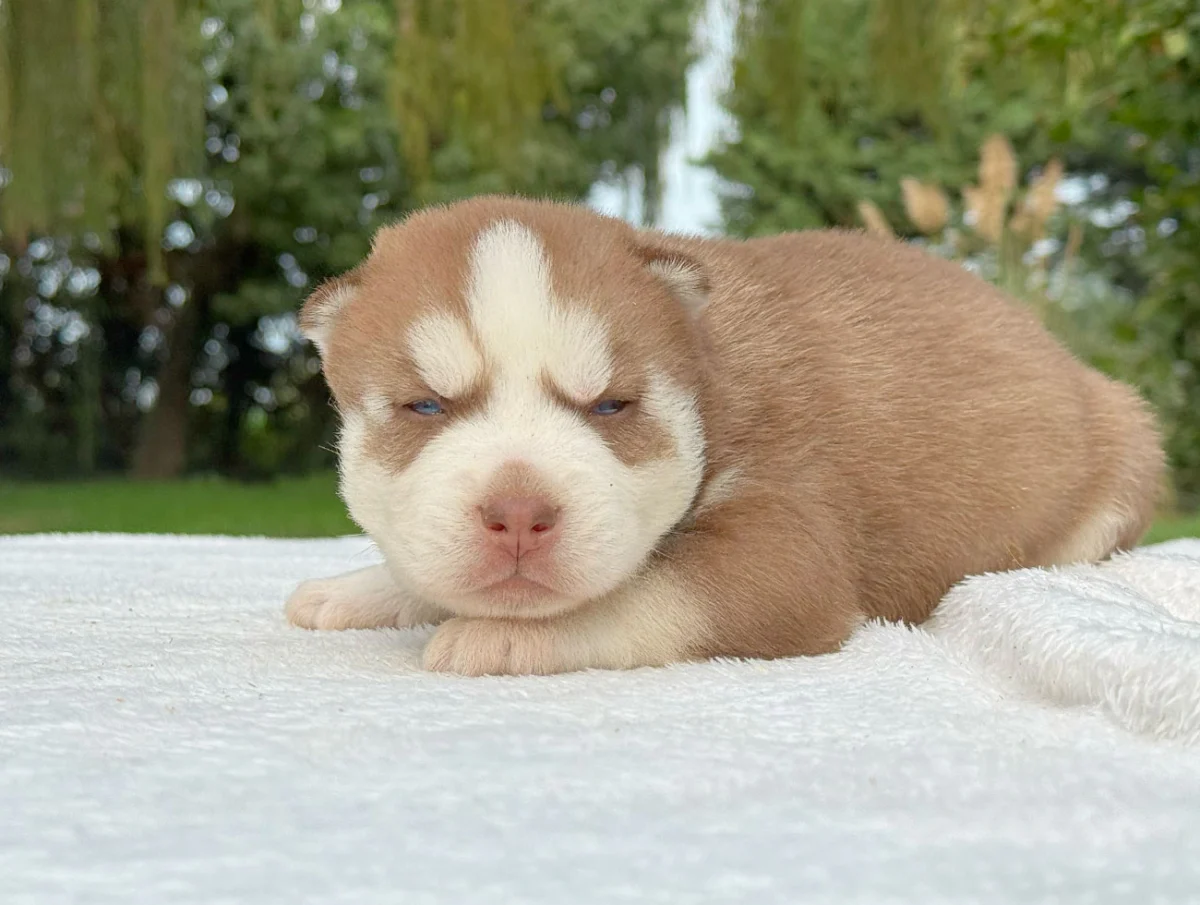 Shaggy · Husky