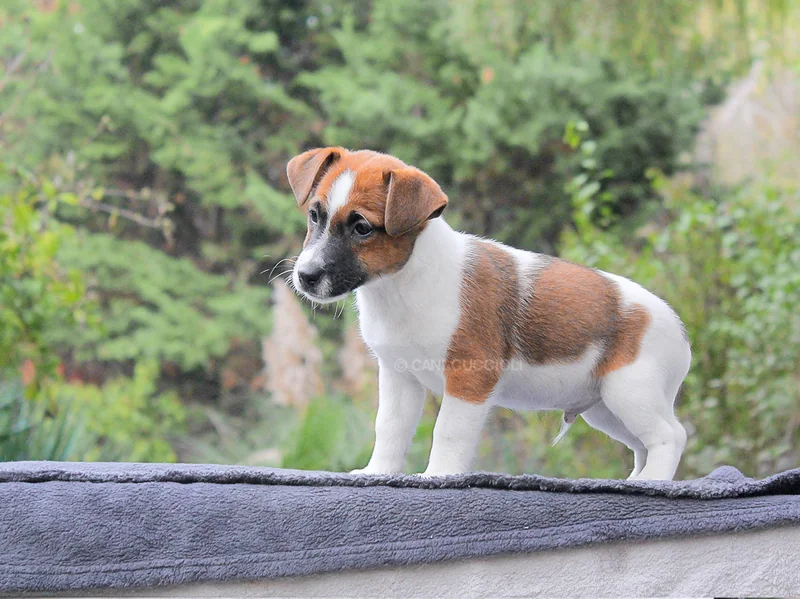 Jake, cucciolo di Jack Russell, in piedi su una superficie grigia con il verde sullo sfondo