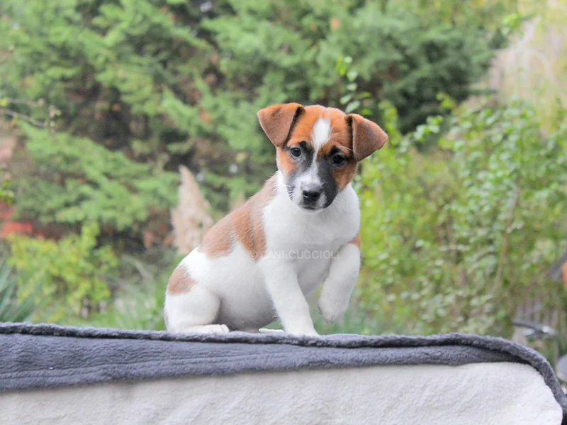 Jake, cucciolo di Jack Russell, seduto su un telo grigio all’aperto