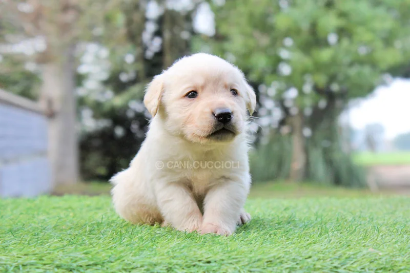 Lapo, cucciolo di Labrador dal pelo chiaro, seduto sull’erba all’aperto