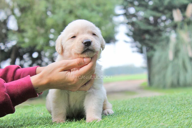 Lapo, cucciolo di Labrador, nell’erba mentre una mano gli sostiene il mento