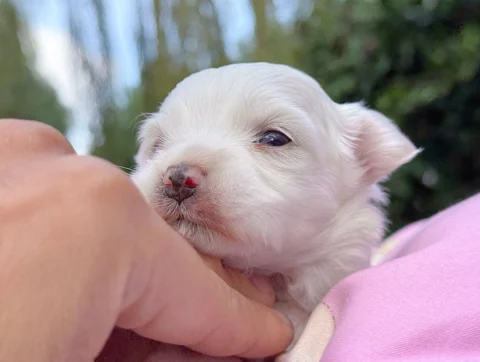 Maltese Femmina Bianco Andora