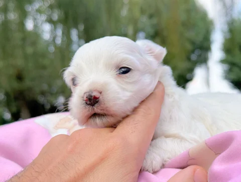 Maltese Femmina Bianco Andora2