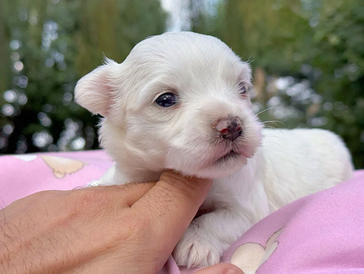 Andora, Maltese, femmina, Bianca