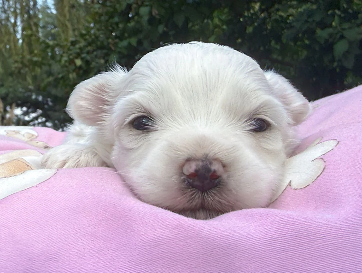 Andora, Maltese, femmina, Bianca
