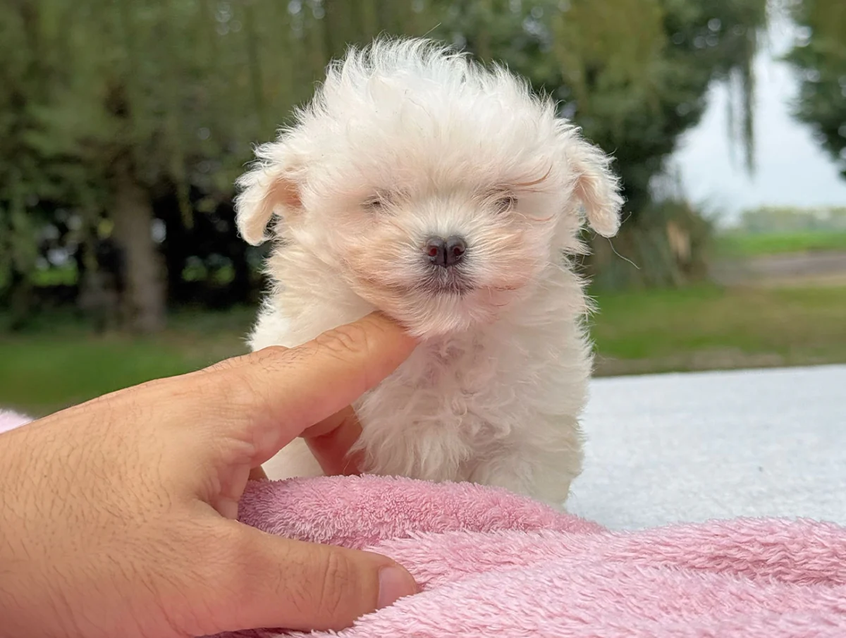 Biba · Maltese