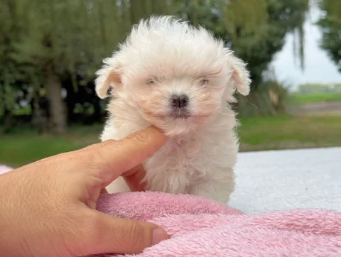Maltese Femmina Bianco Biba