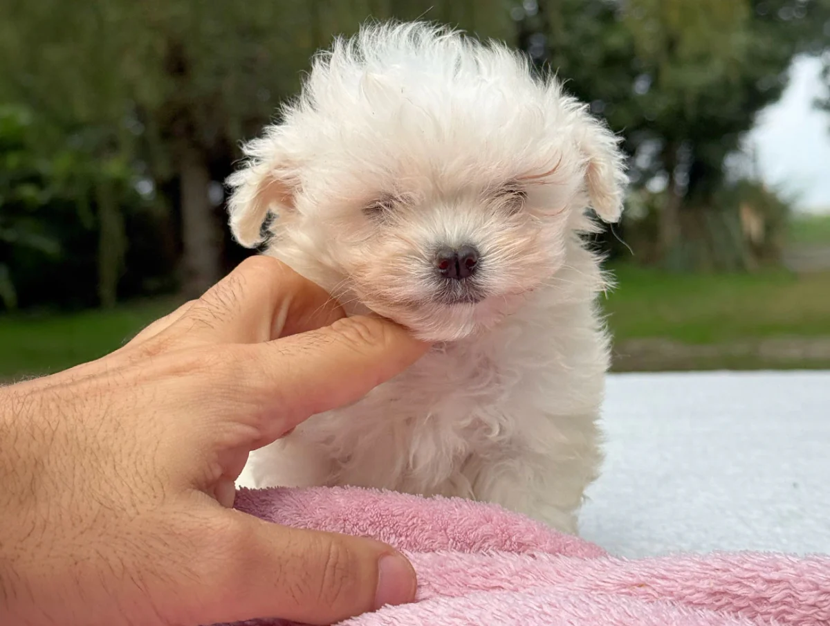 Biba, Maltese, femmina, Bianca