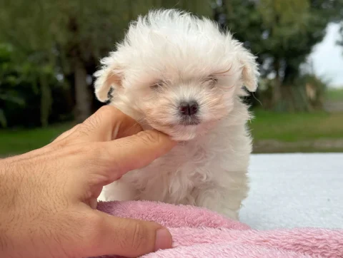 Maltese Femmina Bianco Biba2