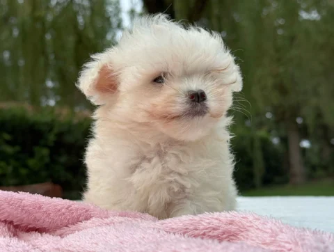 Maltese Femmina Bianco Biba3