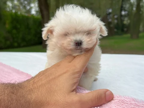 Maltese Femmina Bianco Biba4