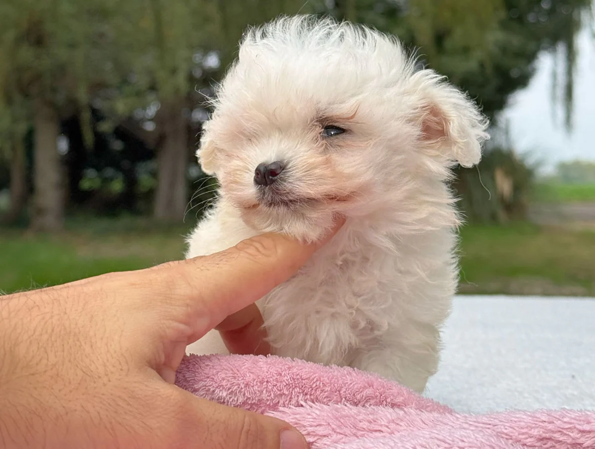 Biba, Maltese, femmina, Bianca
