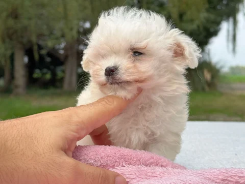 Maltese Femmina Bianco Biba5
