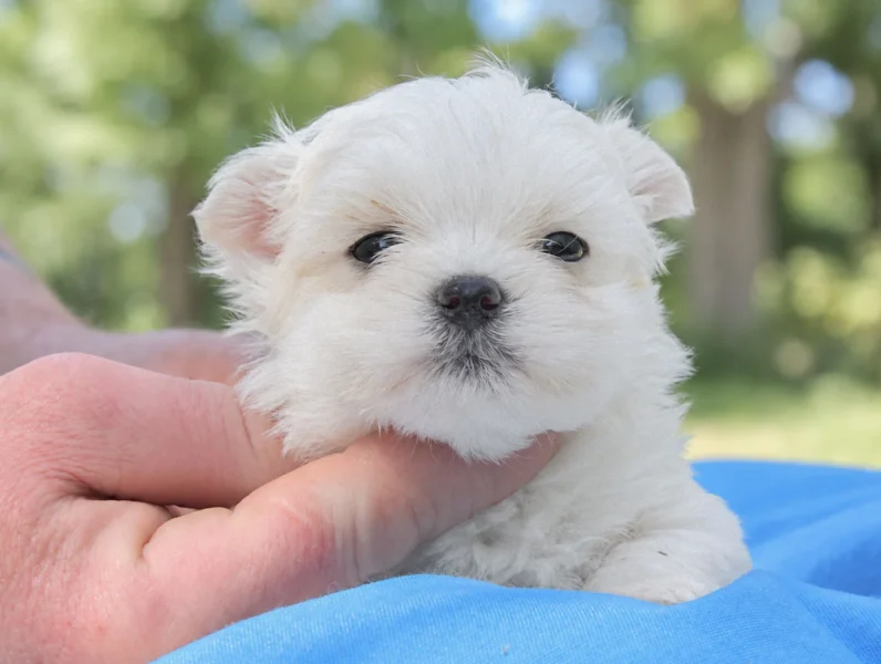 Cuccioli di Maltese