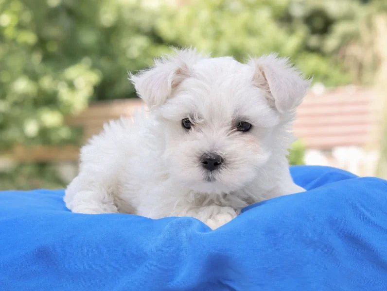 Cuccioli di Maltese