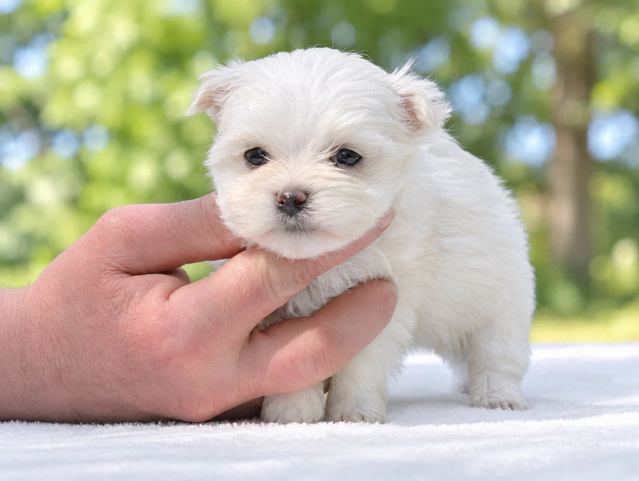 Cuccioli di Maltese