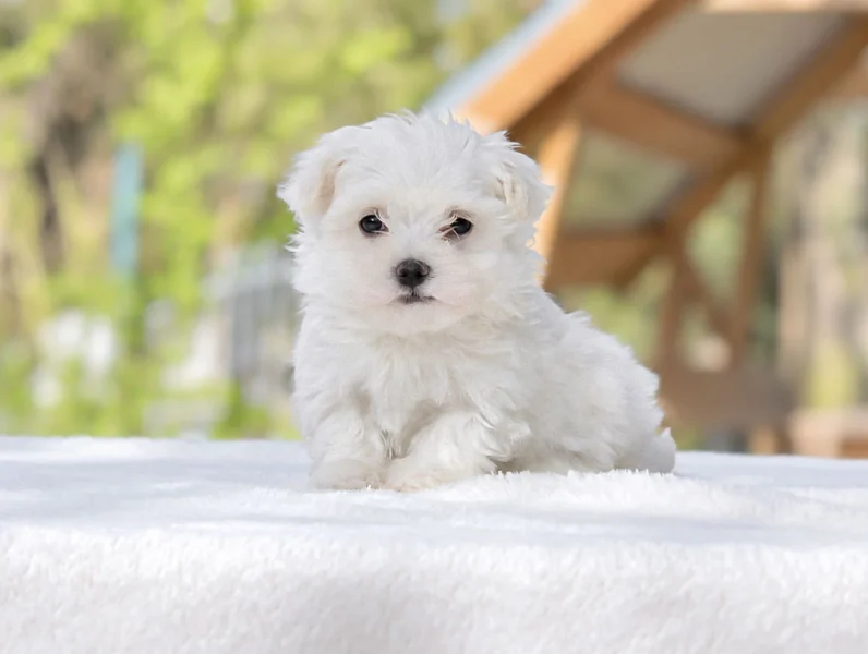 Cuccioli di Maltese