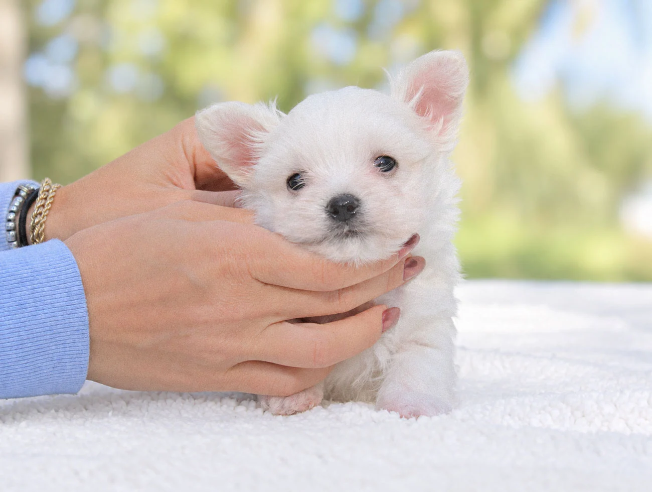 Remo, Maltese, maschio, Bianco
