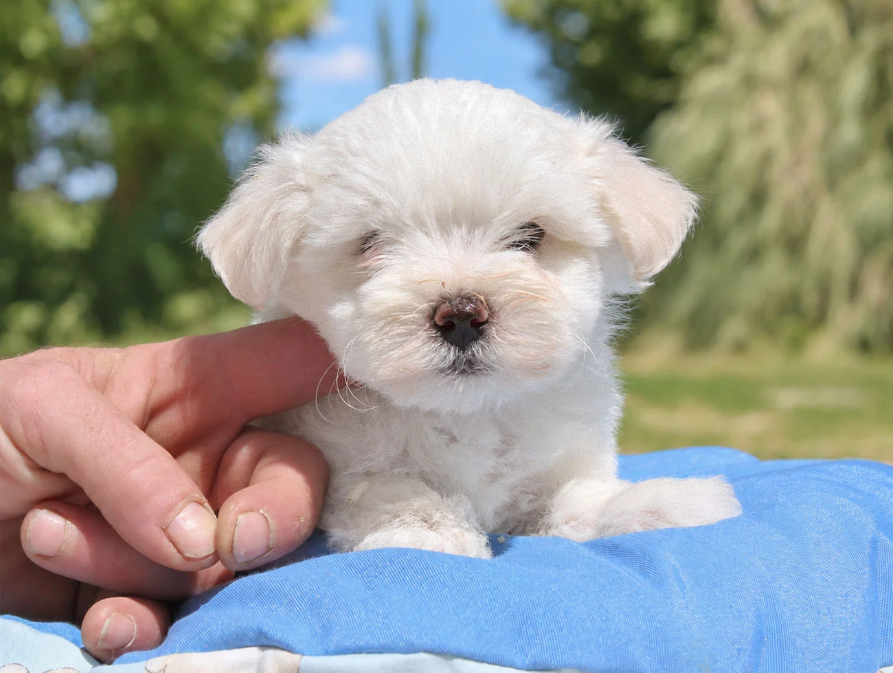 Cuccioli di Maltese