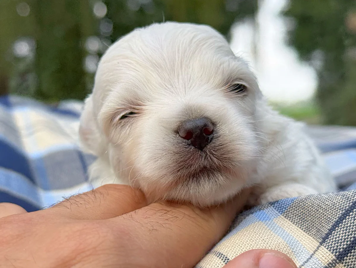 Lindo · Maltese